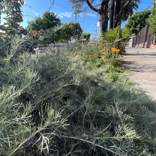 Artemisia 'Canyon Gray' parkway plant groundcover